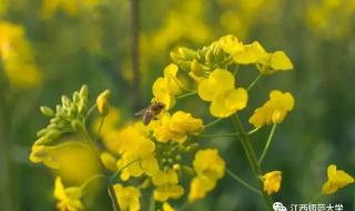 求《闲花野草逢春生》这首歌 闲花野草逢春生图